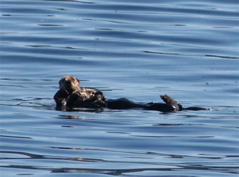 Photo Journey: Alaska Wildlife - Epicurean Expats