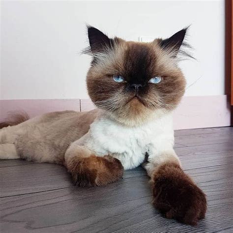 41 Wonderful Cats with Cute Haircuts (2021) – Hairstyle Camp