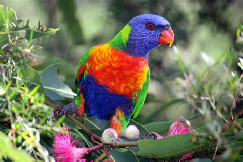 The Rainbow Lorikeet HD Wallpapers And Taxonomy - Everything 4u