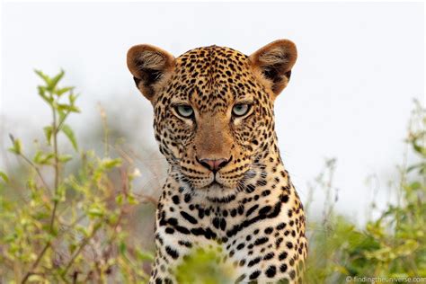 Safari Photography Tips - How to Get Great Photos on Safari - Finding the Universe