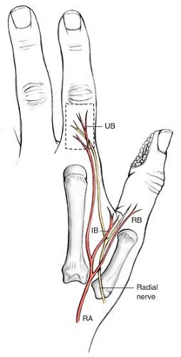 First Dorsal Metacarpal Artery Island Flap | Musculoskeletal Key