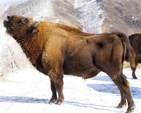 Winter bison — Stock Photo © kovalvs #5468409