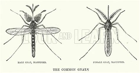 The Common Gnat stock image | Look and Learn