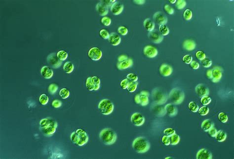 Chlorella Algae Photograph by Sinclair Stammers/science Photo Library ...