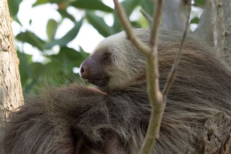 10 Sloth Adaptations (Evolutionary Secrets!) – Fauna Facts