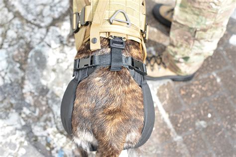 K9 Leather Collar - K9 Gear - High Noon Holsters