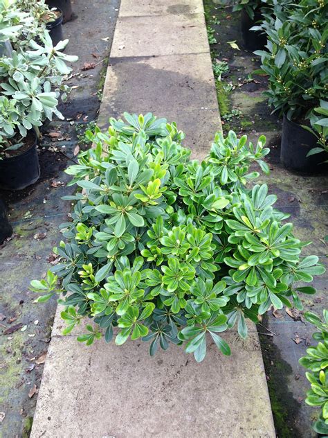 Pittosporum tobira 4m white fragrant flowers spring summer | Evergreen shrubs, Shrubs, Plants