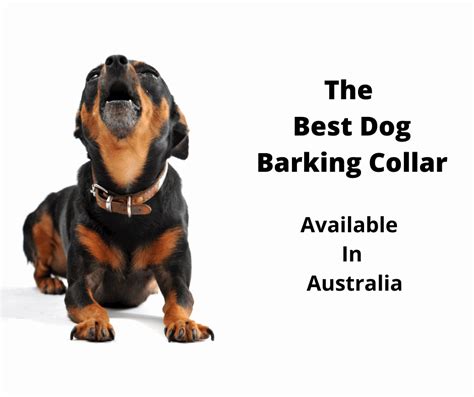 The 6 Best Dog Barking Collars Australia: Tested & Evaluated 2024 - gentledogtrainers.com.au