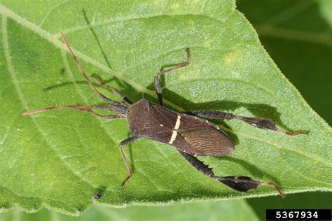 leaffooted bug (Leptoglossus phyllopus ) on common sunflower (Helianthus annuus ) - 5367934