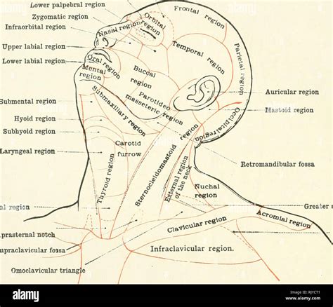 . An atlas of human anatomy for students and physicians. Anatomy. THE REGIONS OE THE HUMAN BODY ...