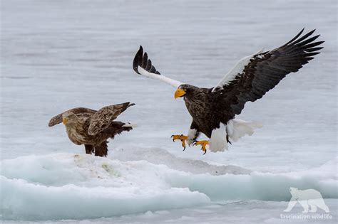 Stellers Sea Eagle Size Comparison