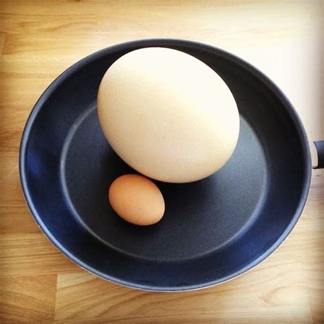 Ostrich eggs – Little Rowater Farm Shop