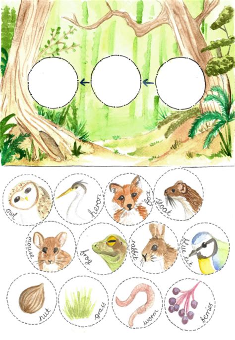 Woodland Food Chain Printable Activity by Teach Simple