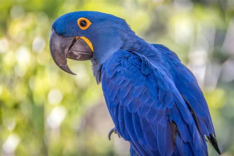 Download Bokeh Bird Macaw Animal Hyacinth Macaw HD Wallpaper