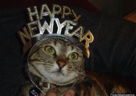 Happy Mew Year! | I Have Cat | Cat celebrating, Pet safety, Animal pictures