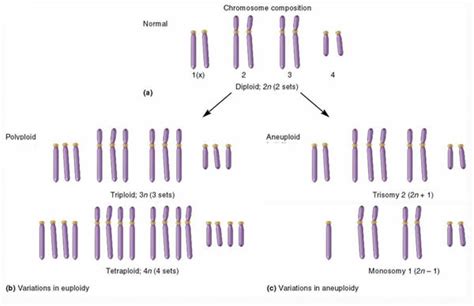 Polyploidy