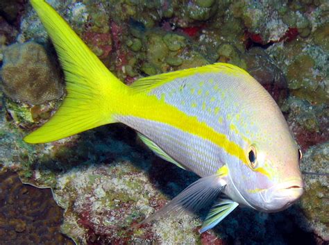 Yellowtail snapper face photo and wallpaper. Cute Yellowtail snapper face pictures