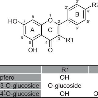 (PDF) Kaempferol Inhibits Pancreatic Cancer Cell Growth and Migration through the Blockade of ...