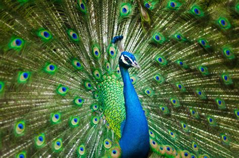 #4K #Peafowl #Peacock #4K #wallpaper #hdwallpaper #desktop | Indian animals, Peafowl, Bird