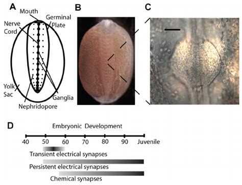 Hirudo verbana anatomy and timeline of synaptic development | Download Scientific Diagram