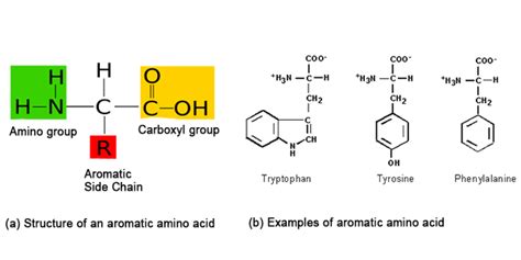 Give the structure of aromatic amino-acids.