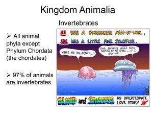 Kingdom Animalia Characteristics