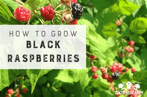 How to Cultivate Delicious Black Raspberries - Ames Farm Center