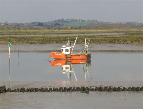 MERSEA WILDLIFE: SUNNY ALONG STROOD