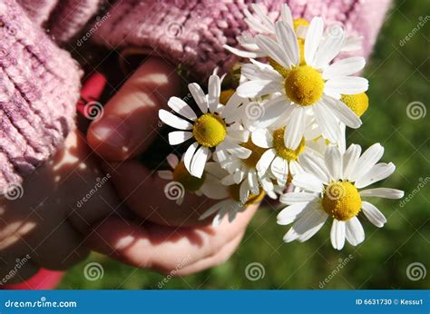 Camomile stock photo. Image of green, hands, dream, flora - 6631730