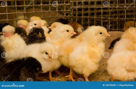 Young chickens in a cage stock image. Image of barn - 103790287