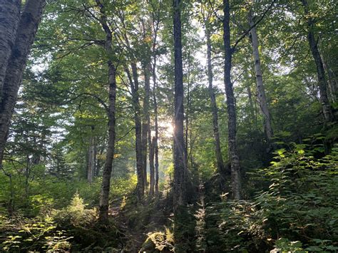 Entering the Matane Reserve in Quebec - The Trek