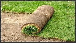 Grass Sod For Sale Near Me: The Best Sod Farms Near You To Buy | Lawn, Sod installation, Sod