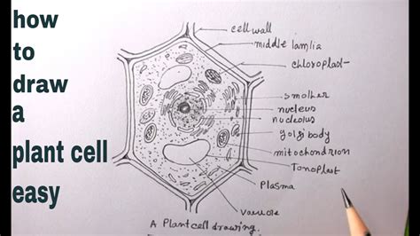 Create a Fascinating Animal Cell Model Drawing in Just 5 Steps!