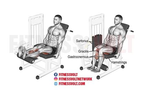 How to Do Seated Leg Curl: Form, Variations, and Common Mistakes ...