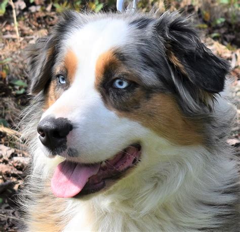 AKC Australian Shepherd Breeders in North Carolina | Ramblin Ridge Aussies