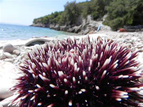 violet sea urchin - Bucket List Publications