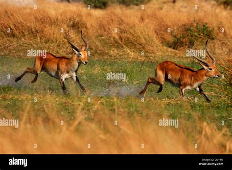 lechwe (Kobus leche), two bucks running over a meadow one after another, Botswana, Moremi Game ...