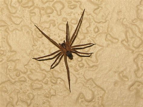 House Spiders | [The 10 Most Common You'll Find]