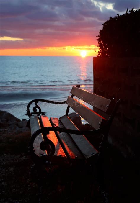 Park Bench at Sunset by the Sea Stock Photo - Image of tree, trees: 207961300