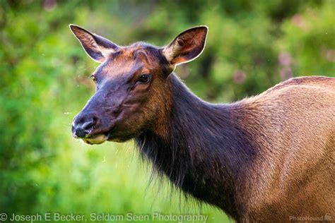 Image of Dosewallips State Park - Wildlife | 1029644