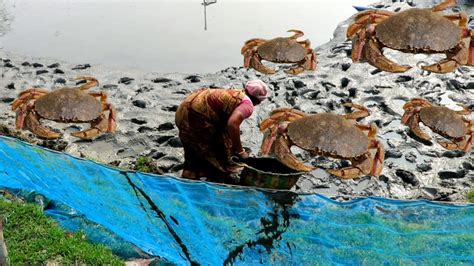 Crab Farming Business In Kolkata || Kakra || Crab Fish - YouTube