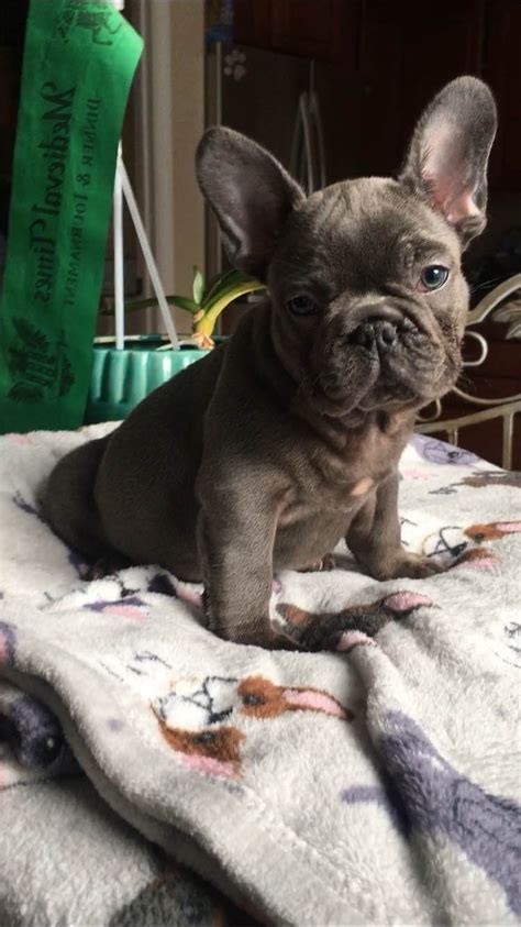 One Stop Bully - French Bulldog Puppies For Sale - Born on 05/11/2019