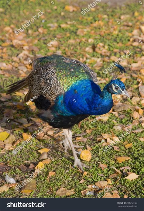 Peacock Stock Photo 303012167 - Shutterstock