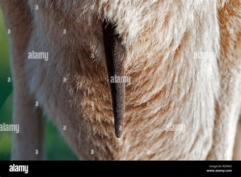 close up of female western grey kangaroo pouch with joey tail sticking ...