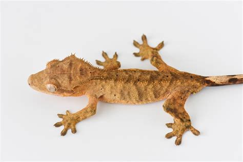 Tiger Crested Gecko For Sale | Fringemorphs