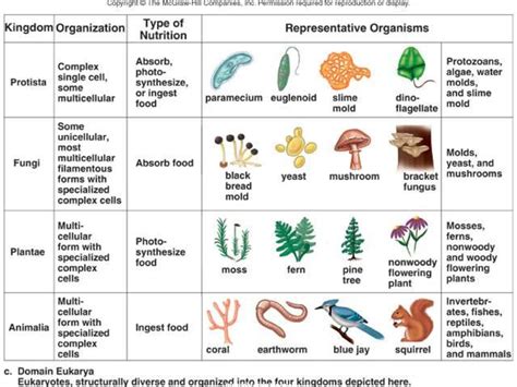 Classification of life. Species of organisms - презентация онлайн