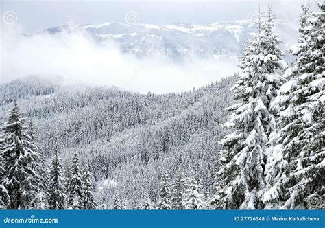 Rhodope winter forest stock photo. Image of view, gloomy - 27726348