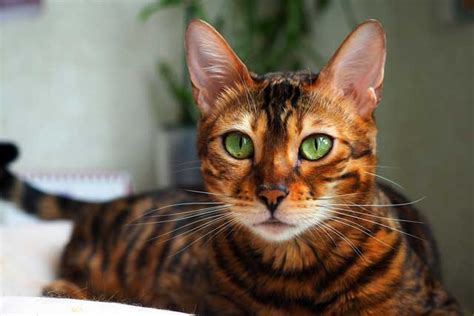 The 10 Cat Breeds With The Coolest Green Eyes