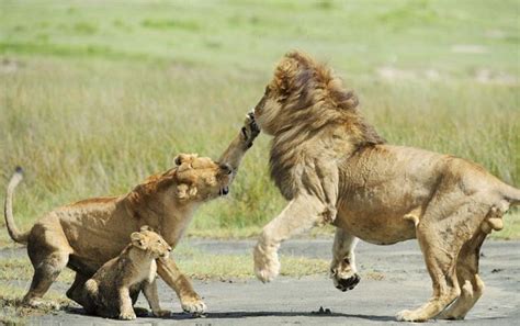 Lion Family. Lioness Protects the Cub (4 pics)