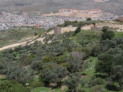 Galilee Beautiful Spring View with Trees. Olive Plantation. Stock Photo - Image of plantation ...